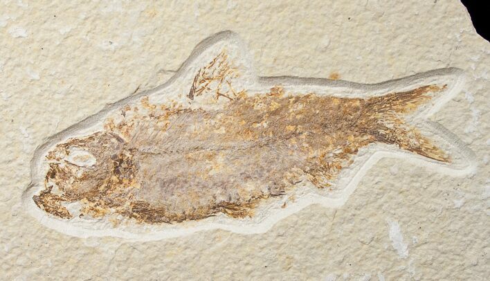 Bargain Knightia Fossil Fish - Wyoming #16469
